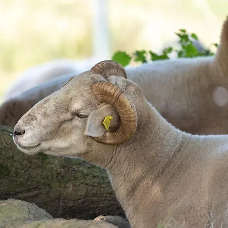 Otel Waldschloesschen