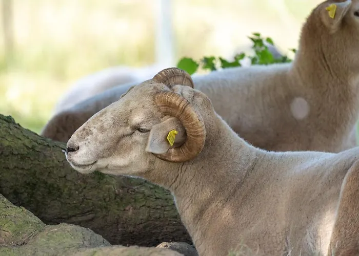 Hotel Waldschlösschen